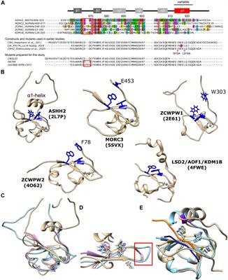 Binding Specificity of ASHH2 CW Domain Toward H3K4me1 Ligand Is Coupled to Its Structural Stability Through Its α1-Helix